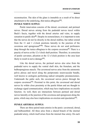 REVIEW OF LITERATURE
Anatomy
16
reconstruction. The skin of the glans is immobile as a result of its direct
attachment to the underlying, thin tunica albuginea[15]
.
PENILE NERVE SUPPLY:
Penile innervation consists of the dorsal, cavernosal, and perineal
nerves. Dorsal nerves arising from the pudendal nerves travel within
Buck’s fascia, together with the dorsal arteries and veins, to supply
sensation to penile skin[8]
. Despite its nomenclature, it is important to note
that the nerves do not lie directly in the dorsal midline, but rather extend
from the 11 and 1 o’clock positions laterally to the junction of the
cavernosa and spongiosum[9,10]
. These nerves do not send perforators
deep through the tunica albuginea to the corpora cavernosa[9]
. There is a
paucity of nerves at the 12 o’clock shaft position. Therefore, in correction
of penile curvature, plication at the 12 o’clock position is the area least
likely to result in nerve damage[12]
.
Like the dorsal nerves, the perineal nerves also arise from the
pudendal nerve to supply the ventral shaft skin, the frenulum, and the
bulbospongiosus muscle. The cavernosal nerves arise from the autonomic
pelvic plexus and travel along the periprostatic neurovascular bundle,
well known to urologists performing radical retropubic prostatectomies.
Underneath the pubic arch, the cavernosal nerves pierce through the
corpora cavernosa[12]
. Proximal to this point, the cavernosal and dorsal
nerves lie within close proximity at the penile hilum and are thought to
exchange signal communication, which may have implications on erectile
function. As well, there are interactions between perineal and dorsal
nerves laterally at the junction of the cavernosa and spongiosum along the
penis, which may also have implications on erection and ejaculation[12]
.
PENILE ARTERIAL SUPPLY:
There are three paired main arteries in the penis: cavernosal, dorsal,
and bulbourethral. All three arise from a shared branch of the internal
pudendal artery, which itself arises from the internal iliac artery. On each
 