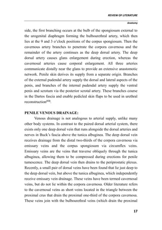 REVIEW OF LITERATURE
Anatomy
17
side, the first branching occurs at the bulb of the spongiosum external to
the urogenital diaphragm forming the bulbourethral artery, which then
lies at the 9 and 3 o’clock positions of the corpus spongiosum. Then the
cavernous artery branches to penetrate the corpora cavernosa and the
remainder of the artery continues as the deep dorsal artery. The deep
dorsal artery causes glans enlargement during erection, whereas the
cavernosal arteries cause corporal enlargement. All three arteries
communicate distally near the glans to provide an extensive anastomotic
network. Penile skin derives its supply from a separate origin. Branches
of the external pudendal artery supply the dorsal and lateral aspects of the
penis, and branches of the internal pudendal artery supply the ventral
penis and scrotum via the posterior scrotal artery. These branches course
in the Dartos fascia and enable pedicled skin flaps to be used in urethral
reconstruction[12]
.
PENILE VENOUS DRAINAGE:
Venous drainage is not analogous to arterial supply, unlike many
other body systems. In contrast to the paired dorsal arterial system, there
exists only one deep dorsal vein that runs alongside the dorsal arteries and
nerves in Buck’s fascia above the tunica albuginea. The deep dorsal vein
receives drainage from the distal two-thirds of the corpora cavernosa via
emissary veins and the corpus spongiosum via circumflex veins.
Emissary veins are the veins that traverse obliquely through the tunica
albuginea, allowing them to be compressed during erections for penile
tumescence. The deep dorsal vein then drains to the periprostatic plexus.
Recently, a small pair of dorsal veins have been found that lie just deep to
the deep dorsal vein, but above the tunica albuginea, which independently
receive emissary vein drainage. These veins have been termed cavernosal
veins, but do not lie within the corpora cavernosa. Older literature refers
to the cavernosal veins as short veins located in the triangle between the
proximal crus that drain the proximal one-third of the corpora cavernosa.
These veins join with the bulbourethral veins (which drain the proximal
 