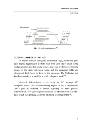 REVIEW OF LITERATURE
Embryology
5
Fig. [1] Male development [9]
.
GONADAL DIFFERENTIATION:
In human foetuses during the ambisexual stage, primordial germ
cells migrate beginning in the fifth week from their site of origin in the
hindgut/allantois into the genital ridges. Sex cords are formed within the
gonads in the sixth embryonic week, and the urogenital folds and
labioscrotal folds begin to form in the perineum. The Mullerian and
Wolffian ducts form around the seventh embryonic week [10]
.
Gonadal differentiation occurs from the 10th
through 12th
embryonic weeks. The Sex-determining Region of the Y chromosome
(SRY) gene is required to initiate signaling for male gonadal
differentiation. SRY gene expression results in differentiation of Sertoli
cells, which then produce Mullerian inhibiting substance (MIS)[10]
.
 