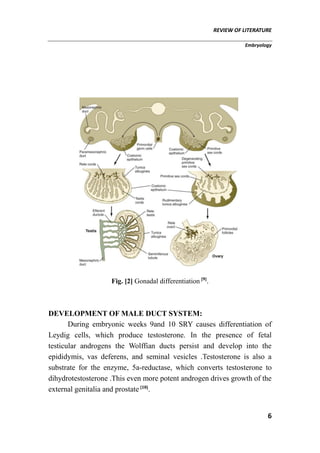 REVIEW OF LITERATURE
Embryology
6
Fig. [2] Gonadal differentiation [9]
.
DEVELOPMENT OF MALE DUCT SYSTEM:
During embryonic weeks 9and 10 SRY causes differentiation of
Leydig cells, which produce testosterone. In the presence of fetal
testicular androgens the Wolffian ducts persist and develop into the
epididymis, vas deferens, and seminal vesicles .Testosterone is also a
substrate for the enzyme, 5a-reductase, which converts testosterone to
dihydrotestosterone .This even more potent androgen drives growth of the
external genitalia and prostate [10]
.
 