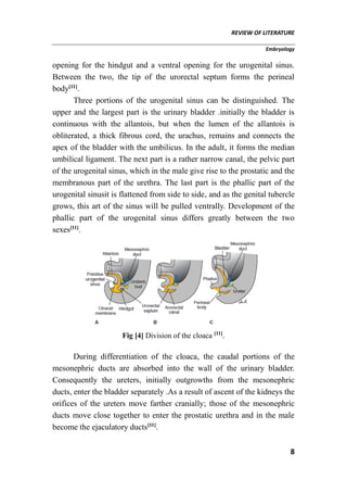 REVIEW OF LITERATURE
Embryology
8
opening for the hindgut and a ventral opening for the urogenital sinus.
Between the two, the tip of the urorectal septum forms the perineal
body[11]
.
Three portions of the urogenital sinus can be distinguished. The
upper and the largest part is the urinary bladder .initially the bladder is
continuous with the allantois, but when the lumen of the allantois is
obliterated, a thick fibrous cord, the urachus, remains and connects the
apex of the bladder with the umbilicus. In the adult, it forms the median
umbilical ligament. The next part is a rather narrow canal, the pelvic part
of the urogenital sinus, which in the male give rise to the prostatic and the
membranous part of the urethra. The last part is the phallic part of the
urogenital sinusit is flattened from side to side, and as the genital tubercle
grows, this art of the sinus will be pulled ventrally. Development of the
phallic part of the urogenital sinus differs greatly between the two
sexes[11]
.
Fig [4] Division of the cloaca [11]
.
During differentiation of the cloaca, the caudal portions of the
mesonephric ducts are absorbed into the wall of the urinary bladder.
Consequently the ureters, initially outgrowths from the mesonephric
ducts, enter the bladder separately .As a result of ascent of the kidneys the
orifices of the ureters move farther cranially; those of the mesonephric
ducts move close together to enter the prostatic urethra and in the male
become the ejaculatory ducts[11]
.
 