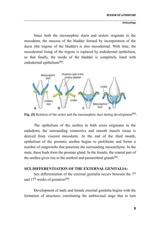 REVIEW OF LITERATURE
Embryology
9
Since both the mesonephric ducts and ureters originate in the
mesoderm, the mucosa of the bladder formed by incorporation of the
ducts (the trigone of the bladder) is also mesodermal. With time, the
mesodermal lining of the trigone is replaced by endodermal epithelium,
so that finally, the inside of the bladder is completely lined with
endodermal epithelium[11]
.
Fig. [5] Relation of the ureter and the mesonephric duct during development[11]
.
The epithelium of the urethra in both sexes originates in the
endoderm; the surrounding connective and smooth muscle tissue is
derived from visceral mesoderm. At the end of the third month,
epithelium of the prostatic urethra begins to proliferate and forms a
number of outgrowths that penetrate the surrounding mesenchyme. In the
male, these buds form the prostate gland. In the female, the cranial part of
the urethra gives rise to the urethral and paraurethral glands[11]
.
SEX DIFFERENTIATION OF THE EXTERNAL GENITALIA:
Sex differentiation of the external genitalia occurs between the 7th
and 17th
weeks of gestation[12]
.
Development of male and female external genitalia begins with the
formation of structures constituting the ambisexual stage that in turn
 