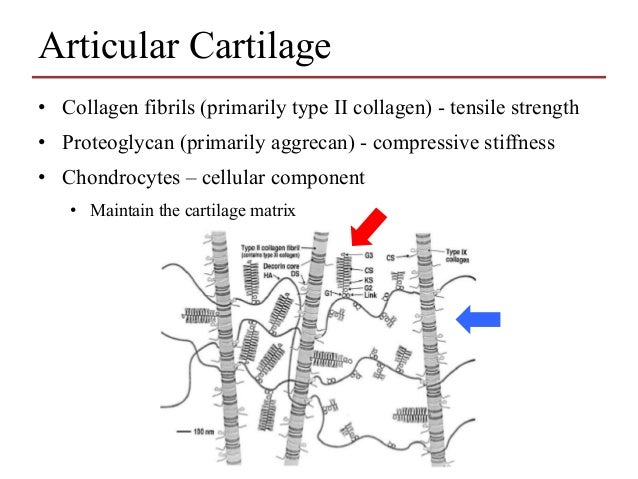 Thesis articular cartilage 08 picture
