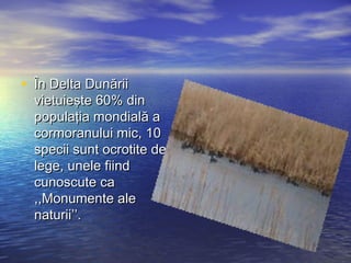 • În Delta DunăriiÎn Delta Dunării
vietuieşte 60% dinvietuieşte 60% din
populaţia mondială apopulaţia mondială a
cormoranului mic, 10cormoranului mic, 10
specii sunt ocrotite despecii sunt ocrotite de
lege, unele fiindlege, unele fiind
cunoscute cacunoscute ca
,,Monumente ale,,Monumente ale
naturii’’.naturii’’.
 