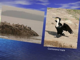 Cormoranul mare
 