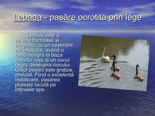 LebadaLebada - pasăre ocrotită prin lege- pasăre ocrotită prin lege
•                Lebăda este oLebăda este o
pasăre frumoasă şipasăre frumoasă şi
elegantă, cu un veştmântelegantă, cu un veştmânt
alb imaculat, având oalb imaculat, având o
ramă neagră la bazaramă neagră la baza
ciocului roşu şi un cucuiciocului roşu şi un cucui
negru deasupra ciocului.negru deasupra ciocului.
Gâtul pasării este graţios,Gâtul pasării este graţios,
ondulat. Fiind o excelentăondulat. Fiind o excelentă
înotătoare, pasăreaînotătoare, pasărea
pluteşte tacută pepluteşte tacută pe
întinsele ape.întinsele ape.
 