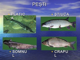 • PLATICPLATIC
AA
• ŞŞTIUCATIUCA
PEPEŞŞTITI
• SOMNUSOMNU
LL
• CRAPUCRAPU
LL
 