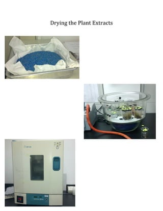 Drying	
 the	
 Plant	
 Extracts	
 
	
 
	
  	
 
 
