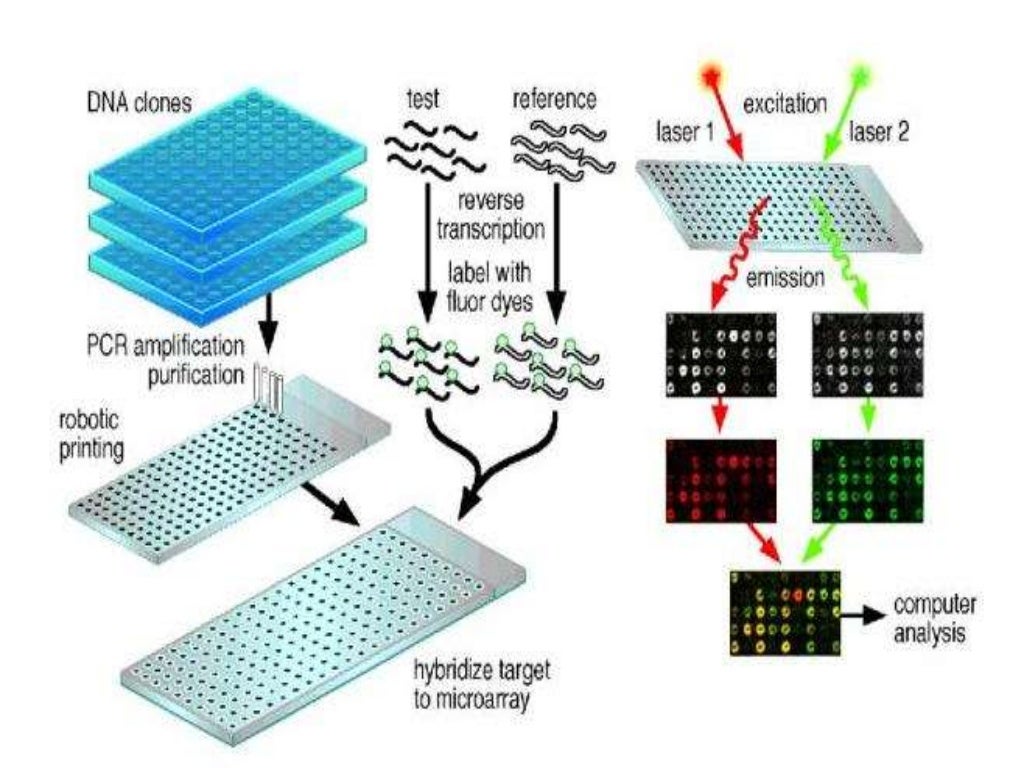 dna microarray