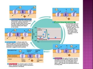 Ion channels as drug target | PPTX