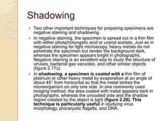 Shadowing
 Two other important techniques for preparing specimens are
negative staining and shadowing.
 In negative staining, the specimen is spread out in a thin film
with either phosphotungstic acid or uranyl acetate. Just as in
negative staining for light microscopy, heavy metals do not
penetrate the specimen but render the background dark,
whereas the specimen appears bright in photographs.
Negative staining is an excellent way to study the structure of
viruses, bacterial gas vacuoles, and other similar objects
(figure 2.17c).
 In shadowing, a specimen is coated with a thin film of
platinum or other heavy metal by evaporation at an angle of
about 45° from horizontal so that the metal strikes the
microorganism on only one side. In one commonly used
imaging method, the area coated with metal appears dark in
photographs, whereas the uncoated side and the shadow
region created by the object is light (figure 2.20). This
technique is particularly useful in studying virus
morphology, procaryotic flagella, and DNA.
 