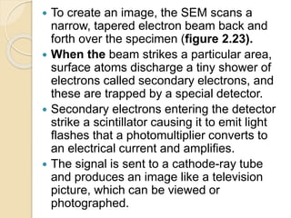 To create an image, the SEM scans a
narrow, tapered electron beam back and
forth over the specimen (figure 2.23).
 When the beam strikes a particular area,
surface atoms discharge a tiny shower of
electrons called secondary electrons, and
these are trapped by a special detector.
 Secondary electrons entering the detector
strike a scintillator causing it to emit light
flashes that a photomultiplier converts to
an electrical current and amplifies.
 The signal is sent to a cathode-ray tube
and produces an image like a television
picture, which can be viewed or
photographed.
 