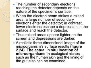  The number of secondary electrons
reaching the detector depends on the
nature of the specimen’s surface.
 When the electron beam strikes a raised
area, a large number of secondary
electrons enter the detector; in contrast,
fewer electrons escape a depression in the
surface and reach the detector.
 Thus raised areas appear lighter on the
screen and depressions are darker.
 A realistic three-dimensional image of the
microorganism’s surface results (figure
2.24). The actual in situ location of
microorganisms in ecological niches
such as the human skin and the lining of
the gut also can be examined.
 
