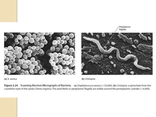 Unit – 2 Microscopy