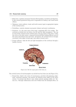 2.9. Human brain anatomy 27
→ Brain stem: regulates autonomic functions like breathing, circulation and digestion.
It also controls paradoxical sleep and is responsible for auditory and visual startle
reﬂexes.
→ Thalamus: routes auditory, visual, and tactile sensory input to appropriate regions
of the cerebral cortex.
→ Cerebellum: controls voluntary movements, balance and motor coordination.
→ Cerebrum: it is the main mass of the brain, comprising 85% of its weight. The
cerebrum is divided into two halves, the left and the right hemispheres. The top
2–4 mm of the cerebrum is the cerebral cortex, the gray matter of the brain. Under
the cortex is the white matter, composed of neuronal ﬁbers linking diﬀerent areas of
the cortex and of brain stem and cortex. In humans, the cerebral cortex is strongly
convoluted, with ridges (termed gyri) and valleys (termed sulci).
→ Corpus callosum: links the left and right hemispheres of the cerebrum through a
bundle of nerves.
Figure 2.14: The ﬁve major parts of the brain [1].
The cerebral cortices of each hemisphere are divided into four lobes (see also Figure 2.15):
→ Frontal lobe, which is the center of consciousness, and deals with planning, judge-
ment, emotional responses, and memory for habitual motor skills (in the motor
cortex). It contains also Broca’s area, which controls speaking ability (cf. Sec-
tion 2.1). Through collaboration with Arto Nirkko from the Inselspital Bern, we
 