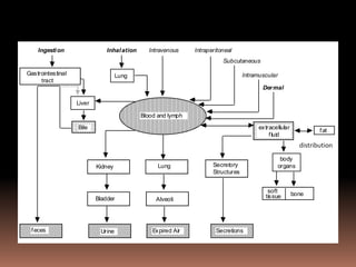 Blood and lymph
Liver
Intravenous Intraperitoneal
Subcutaneous
Intramuscular
Dermal
extracellular
fluid
fat
Secretory
Structures
Bile
Kidney Lung
Bladder Alveoli
Urine Expired Air Secretions
body
organs
soft
tissue bone
Gastrointestinal
tract
Lung
feces
InhalationIngestion
distribution
 