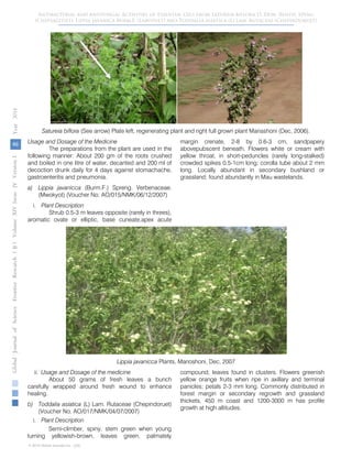 Satureia biflora (See arrow) Plate left, regenerating plant and right full grown plant Mariashoni (Dec, 2006).
Usage and Dosage of the Medicine
The preparations from the plant are used in the
following manner: About 200 gm of the roots crushed
and boiled in one litre of water, decanted and 200 ml of
decoction drunk daily for 4 days against stomachache,
gastroenteritis and pneumonia.
a) Lippia javanicca (Burm.F.) Spreng. Verbenaceae.
(Mwokyot) (Voucher No. AO/015/NMK/06/12/2007)
i. Plant Description
Shrub 0.5-3 m leaves opposite (rarely in threes),
aromatic ovate or elliptic, base cuneate,apex acute
margin crenate, 2-8 by 0.6-3 cm, sandpapery
abovepubscent beneath. Flowers white or cream with
yellow throat, in short-peduncles (rarely long-stalked)
crowded spikes 0.5-1cm long; corolla tube about 2 mm
long. Locally abundant in secondary bushland or
grassland; found abundantly in Mau wastelands.
Lippia javanicca Plants, Marioshoni, Dec, 2007
ii. Usage and Dosage of the medicine
About 50 grams of fresh leaves a bunch
carefully wrapped around fresh wound to enhance
healing.
b) Toddalia asiatica (L) Lam. Rutaceae (Chepindoruet)
(Voucher No. AO/017/NMK/04/07/2007)
i. Plant Description
Semi-climber, spiny, stem green when young
turning yellowish-brown, leaves green, palmately
compound; leaves found in clusters. Flowers greenish
yellow orange fruits when ripe in axillary and terminal
panicles; petals 2-3 mm long. Commonly distributed in
forest margin or secondary regrowth and grassland
thickets, 450 m coast and 1200-3000 m has profile
growth at high altitudes.
46
GlobalJournalofScienceFrontierResearchVolumeXIVXIssueersionIVIVYear()2014B
© 2014 Global Journals Inc. (US)
Antibacterial and Antifungal Activities of Essential Oils from Satureia biflora D. Don, Benth, Speng
(Chepsagitiet). Lippia javanica Burm.F. (Labotuet) and Toddalia asiatica (L) Lam. Rutaceae (Chepindoruet)
 