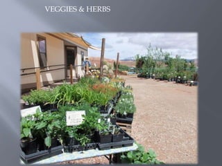 VEGGIES & HERBS
 