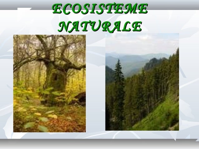 0 ecosistemul cls_viii (1)