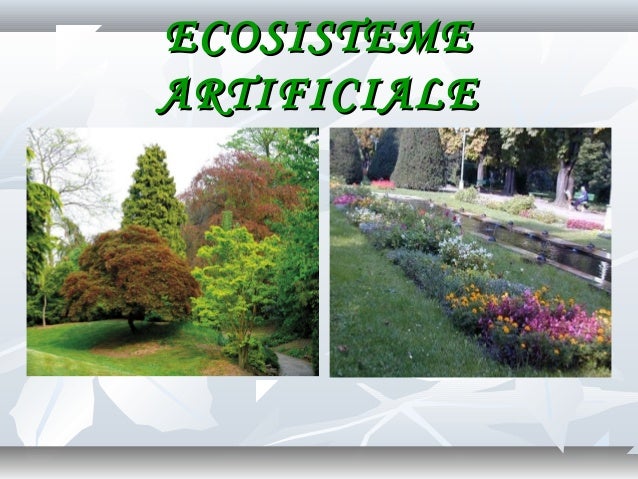 0 ecosistemul cls_viii (1)