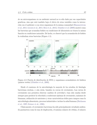 4.2. Ciclo celular. 87
de un microorganismo en un ambiente natural no es s´olo dado por sus capacidades
gen´eticas, sino que est´a tambi´en bajo el efecto de otras variables como la interac-
ci´on con el ambiente o con otros organismos de la misma comunidad (Hammerstrom
et al., 2011; Livorsi et al., 2011; Reis et al., 2011). G¨unther et al. (2009) mostr´o como
las bacterias que acumulan fosfato en condiciones de laboratorio no tienen la misma
funci´on en condiciones naturales. De hecho, se observ´o que la acumulaci´on de fosfato
la realizaban otras bacterias (Figura 4.3).
Figura 4.3: Patr´on de distribuci´on de DNA y organismos acumuladores de fosfatos
(puntos verdes) (G¨unther et al., 2009).
Desde el comienzo de la microbiolog´ıa la mayor´ıa de los estudios de ﬁsiolog´ıa
bacteriana estaban, y a´un est´an, basados en curvas de crecimiento. Las curvas de
crecimiento nos permiten observar cambios de actividad y han sido usadas desde
siempre para predecir la velocidad y condiciones ´optimas de crecimiento, m´aximos de
biomasas, utilizaci´on de nutrientes y otras caracter´ısticas ´utiles para campos como la
microbiolog´ıa alimentaria, procesos industriales e incluso la salud humana (Buchanan
et al., 1997; Science et al., 1990).
Cl´asicamente, el crecimiento bacteriano ha sido principalmente estudiado midien-
do par´ametros como la tasa de duplicaci´on, el m´aximo n´umero de c´elulas, el n´umero
 