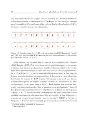 90 Cap´ıtulo 4. Resultados y desarrollo argumental
otro menor alrededor de la 6 (Figura 4.4 linea amarilla). Esta tendencia tambi´en la
podemos encontrar en la ﬂuorescencia del RNA (Figura 4.4 linea naranja). Mientras
que el contenido de DNA medio por c´elula vuelve al ﬁnal a valores iniciales, el RNA
permanece en valores mayores que al principio.
Figura 4.5: Densitogramas DAPI - FS en la parte superior (DNA-Tama˜no) y Pyroni-
na Y - FS en la parte inferior (RNA-Tama˜no) de cada muestra durante el crecimiento
de Escherichia coli en LB a 37¥C.
En las Figuras 4.5 y 4.6 puede verse la evoluci´on de la cantidad de DNA-Tama˜no
y RNA-Tama˜no y RNA-DNA, respectivamente, de cada c´elula durante el crecimiento
bacteriano. As´ı, mientras que la media da una idea de homogeneidad, la observaci´on
de los densitogramas revela que no todas las c´elulas tienen el mismo comportamiento.
En el DNA (Figura 4.5) el patr´on observado al inicio se recupera al ﬁnal, despu´es
de pasar por subpoblaciones con mayor cantidad de ﬂuorescencia y con valores m´as
distribuidos. El marcaje del RNA (Figura 4.5) empieza en un nivel bajo. En las
primeras horas aparece un peque˜no subgrupo con muy alta ﬂuorescencia. El resto
va aumentando poco a poco hasta la hora 7, donde aparece una poblaci´on muy
grande con ﬂuorescencia media. Esta se mantiene como predominante12
hasta el
ﬁnal. Para estudiar num´ericamente estas subpoblaciones dividimos los densitogramas
(Figura 4.5). El DNA lo dividimos en cuatro regiones, dos que corresponden con las
subpoblaciones discretas principales observables al principio y al ﬁnal de la curva, y
otras dos que recogen la parte inferior y superior de ´estas13
. El RNA se dividir´a en
3 regiones, la de menor ﬂuorescencia (L), que corresponde con las fases iniciales del
12
Aunque bajando ligeramente la ﬂuorescencia.
13
En total 4 (1-4).
 