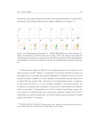 4.2. Ciclo celular. 91
crecimiento; la de mayor ﬂuorescencia (H), de las fases intermedias, y la media de la
fases ﬁnales (M). Pueden observarse las regiones deﬁnidas en la Figura 4.6.
5h1h 2h 3h 4h0h
H
M
L
6h
1 2 3 4
H
M
L
24h
1 2 3 4
8h
1 2 3 4
9h
1 2 3 4
10h
1 2 3 4
7h
1 2 3 4
Figura 4.6: Densitogramas Pyronina Y - DAPI (RNA-DNA) de cada muestra du-
rante el crecimiento de Escherichia coli en LB a 37¥C. El n´umero de eventos de
cada hora que se muestra es proporcional a la OD de cada hora. Cada densitograma
est´a dividido en sectores que intentan recoger las subpoblaciones discretas principa-
les.
La ﬂuorescencia media de RNA de cada regi´on permanece en la mayor´ıa cons-
tante excepto en las H14
(Figura 4.7 izquierda). En las fases iniciales la mayor´ıa de
las c´elulas est´an en la regi´on 3L, pasando r´apidamente a dominar la 4L por un corto
periodo de tiempo. Al ﬁnal, y de forma gradual, van dominando las que aparecen en
la regi´on 3M. Las regiones 1M y 1H pasan de ser pr´acticamente nulas, a aumentar
un poco entre las horas 5 y 7, para terminar volviendo a los valores iniciales. En
la regi´on 2, al comienzo del crecimiento, la mayor´ıa de eventos tienen poca ﬂuores-
cencia en pyronina Y (principalmente L). Con el tiempo el porcentaje respecto las
otras regiones va disminuyendo poco a poco para aumentar a partir de la hora 7,
terminando con valores iniciales pero con valor de ﬂuorescencia de pyronina Y medio
(regi´on M) (Figura 4.7 derecha).
14
El l´ımite superior es m´as alto e intenta recoger todo. Adem´as, el menor n´umero de eventos en
estas regiones hace que el cambio en una c´elula tenga un peso mayor.
 