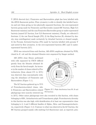 160 Ap´endice A. Short English version
Y (RNA directed dye). Firmicutes and Bacteroidetes phyla has been labelled with
16s rDNA ﬂuorescent probes. Flow cytometry is able to identify this labelled bacte-
ria and sort them giving us two physically separated fractions, the over-represented
bacteria group made by Firmicutes and Bacteroides (named HC fraction, High Cy5
ﬂuorescent emission) and the non-Firmicutes-Bacteroides group or under-represented
bacteria (named LC fraction, Low Cy5 ﬂuorescent emission). Finally, we collected 5
fractions: 1) the raw Faecal Sample (FS), 2) the Ring fraction (R, obtained by den-
sity step centrifugation) made exclusively by detached bacteria or cleaned sample,
3) the Pyronin Activated fraction (PA) made by bacteria labelled with pyronin Y
and sorted by ﬂow cytometry, 4) the over-represented bacteria (HC) and 5) under-
represented bacteria (LC).
DNA was extracted from each fraction, 16S rDNA amplicons obtained by PCR,
cloned in E. coli and the obtained libraries were sequenced by Sanger method.
Figura A.1: Phyla distribution from FS, R and
PA fractions.
16S rDNA clone library performed
with cells separated by FACS diﬀered
greatly from the libraries obtained di-
rectly from the faecal sample. An increa-
se in the number of clones related to Pro-
teobacteria (from almost 0 % to 22 %)
was observed, thus concomitantly redu-
cing the abundance of Firmicutes and
Bacteroidetes (Figure A.1).
The LC fraction gathered up to 73 %
of Proteobacteria-related clones, whi-
le Firmicutes and Bacteroidetes related
phylogroups were scarcely retrieved (up
to 23 %). Other minor phylogroups were also recruited in this fraction, with clones
belonging to OD1, Actinobacteria and Crenarchaeota phyla. Proteobacteria diversity
in this fraction was also high, with identiﬁcation of at least one representative clone
belonging to 2, 4 and 5 diﬀerent families of Alpha-, Beta- and Gammaproteobacte-
ria, respectively (Figure A.2). Contrary to what was observed in the LC fraction, the
HC fraction grouped mainly cells emitting Cy5 ﬂuorescence and, as expected, prin-
 