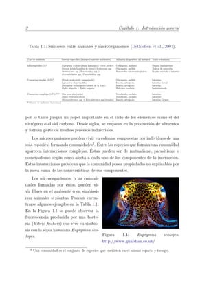 2 Cap´ıtulo 1. Introducci´on general
Tabla 1.1: Simbiosis entre animales y microorganismos (Dethlefsen et al., 2007).
Tipo de simbiosis Sistema espec´ıﬁco (Hu´esped/especies simbiontes) Aﬁliaci´on ﬁlogen´etica del hu´esped Tejido colonizado
Monoespec´ıﬁco (1)* Euprymna scolopes(Sepia hawaiana)/Vibrio ﬁscheri Cefal´opodo, molusco ´Organo luminiscente
Eisenia fetida(Lombriz de tierra)/Acidovorax spp. Oligoqueto, an´elido Tejidos de excreci´on
Steinernema spp./Xenorhabdus spp. y Nematodos entomopatog´enicos Regi´on asociada a intestino
Heterorhabditis spp./Photorhabdus spp.
Consorcios simples (2-25)* Hirudo medicinalis (sanguijuela) Oligoqueto, an´elido Intestino
Lymantria dispar(polilla) Insecto, artr´opodo Intestino larval
Drosophila melanogaster(mosca de la fruta) Insecto, artr´opodo Intestino
Hydra oligactis y Hydra vulgaris Hidrozoo, cnidario Indeterminado
Consorcios complejos (102
-103
)* Mus musculus(rat´on) Vertebrado, cordado Intestino
Danio rerio(pez cebra) Vertebrado, cordado Intestino
Microcerotermes spp. y Reticulitermes spp.(termita) Insecto, artr´opodo Intestino Grueso
* N´umero de simbiontes bacterianos
por lo tanto juegan un papel importante en el ciclo de los elementos como el del
nitr´ogeno o el del carbono. Desde siglos, se emplean en la producci´on de alimentos
y forman parte de muchos procesos industriales.
Los microorganismos pueden vivir en colonias compuestas por individuos de una
sola especie o formando comunidades2
. Entre las especies que forman una comunidad
aparecen interacciones complejas. ´Estas pueden ser de mutualismo, parasitismo o
comensalismo seg´un c´omo afecta a cada uno de los componentes de la interacci´on.
Estas interacciones provocan que la comunidad posea propiedades no explicables por
la mera suma de las caracter´ısticas de sus componentes.
Figura 1.1: Euprymna scolopes.
http://www.guardian.co.uk/
Los microorganismos, o las comuni-
dades formadas por ´estos, pueden vi-
vir libres en el ambiente o en simbiosis
con animales o plantas. Pueden encon-
trarse algunos ejemplos en la Tabla 1.1.
En la Figura 1.1 se puede observar la
ﬂuorescencia producida por una bacte-
ria (Vibrio ﬁscheri) que vive en simbio-
sis con la sepia hawaiana Euprymna sco-
lopes.
2
Una comunidad es el conjunto de especies que coexisten en el mismo espacio y tiempo.
 