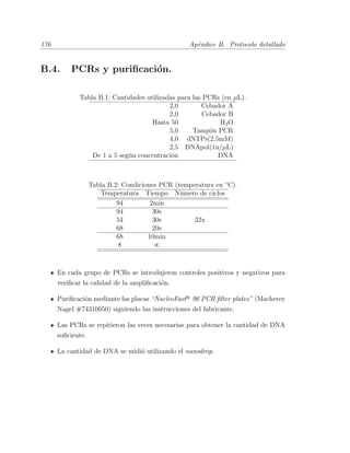 176 Ap´endice B. Protocolo detallado
B.4. PCRs y puriﬁcaci´on.
Tabla B.1: Cantidades utilizadas para las PCRs (en µL).
2,0 Cebador A
2,0 Cebador B
Hasta 50 H2O
5,0 Tamp´on PCR
4,0 dNTPs(2,5mM)
2,5 DNApol(1u/µL)
De 1 a 5 seg´un concentraci´on DNA
Tabla B.2: Condiciones PCR (temperatura en ¥C).
Temperatura Tiempo N´umero de ciclos
94 2min
94 30s
54 30s 32x
68 20s
68 10min
8 V
En cada grupo de PCRs se introdujeron controles positivos y negativos para
veriﬁcar la calidad de la ampliﬁcaci´on.
Puriﬁcaci´on mediante las placas “NucleoFastR
96 PCR ﬁlter plates” (Macherey
Nagel #74310050) siguiendo las instrucciones del fabricante.
Las PCRs se repitieron las veces necesarias para obtener la cantidad de DNA
suﬁciente.
La cantidad de DNA se midi´o utilizando el nanodrop.
 