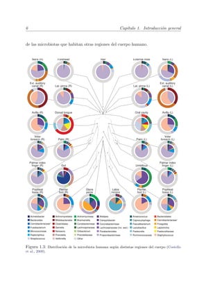 6 Cap´ıtulo 1. Introducci´on general
de las microbiotas que habitan otras regiones del cuerpo humano.
Figura 1.3: Distribuci´on de la microbiota humana seg´un distintas regiones del cuerpo (Costello
et al., 2009).
 