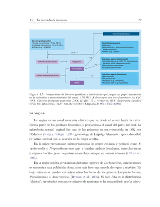 1.1. La microbiota humana. 13
Figura 1.5: Interacciones de factores gen´eticos y ambientales que juegan un papel importante
en la inducci´on y mantenimiento del asma. ADAM33: A disintegrin and metalloprotease 33; CpG
DNA: Cytosine-phosphate-guanosine DNA; IL-4Rα: IL 4 receptor-α; RSV: Respiratory syncytial
virus; RV: Rhinovirus; TLR: Toll-like receptor (Adaptado de Wu y Chu (2009)).
La vagina.
La vagina es un canal muscular el´astico que va desde el cervix hasta la vulva.
Forma parte de los genitales femeninos y proporciona el canal del parto natural. La
microbiota normal vaginal fue una de las primeras en ser reconocida en 1892 por
D¨oderlein (Kulp y Rettger, 1924), ginec´ologo de Leipzig (Alemania), quien describi´o
el patr´on normal que se observa en la mujer adulta.
En la ni˜nez predominan microorganismos de origen cut´aneo y perineal como S.
epidermidis y Propionibacterium spp. y pueden aislarse levaduras, enterobacterias
y algunos bacilos gram negativos anaerobios aunque en escaso n´umero (Hill et al.,
1995).
En la mujer adulta predominan distintas especies de Lactobacillus, aunque nunca
se encuentra una poblaci´on clonal sino m´as bien una mezcla de cepas y esp´ecies. En
bajo n´umero se pueden encontrar otras bacterias de los g´eneros Corynebacterium,
Pseudomonas o Anaerococcus (Hyman et al., 2005). Si bien ´esta es la distribuci´on
“cl´asica”, en estudios con mayor n´umero de muestras se ha comprobado que la micro-
 