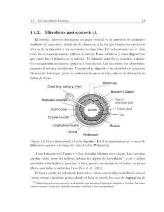 1.1. La microbiota humana. 19
1.1.2. Microbiota gastrointestinal.
El sistema digestivo desempe˜na un papel esencial en la provisi´on de nutrientes
mediante la digesti´on y absorci´on de alimentos, a la vez que elimina los productos
t´oxicos de la digesti´on y los materiales no digeribles. Estructuralmente es un tubo
cuya luz es topol´ogicamente externa al cuerpo. Posee esf´ınteres y otros dispositivos
que controlan el tr´ansito en su interior. El alimento ingerido es sometido a distin-
tos tratamientos mec´anicos, qu´ımicos y bacterianos. Los nutrientes son absorbidos,
pasando al sistema circulatorio. El material no digerido y no absorbido se almacena
brevemente hasta que, junto con restos bacterianos, es expulsado en la defecaci´on en
forma de heces.
Figura 1.9: Corte transversal del tubo digestivo. En ´el se representan estructuras de
diferentes regiones a lo largo de todo el tubo (Wikipedia).
A nivel transversal (Figura 1.9) hay distintos h´abitats microbianos. Las bacterias
pueden cubrir ´areas del epitelio, habitar las criptas de Lieberkuhn16
u otros nichos
asociados a los tejidos y mucosas, o bien, pueden encontrase en el lumen de forma
libre o asociadas a part´ıculas (Van Wey et al., 2011).
El lumen puede ser colonizado pero solo en ´areas con relativa estabilidad como el
rumen cecum o intestino grueso, donde el ﬂujo no excede las tasas de duplicaci´on de
16
Gl´andulas que se encuentran en el epitelio que recubre el intestino delgado y el colon. Secretan
varias enzimas, como por ejemplo sacarasa, maltasa y enteropeptidasas.
 