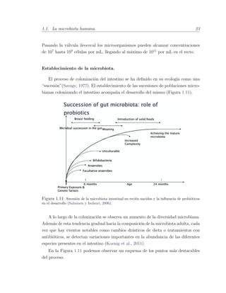 1.1. La microbiota humana. 23
Pasando la v´alvula ileocecal los microorganismos pueden alcanzar concentraciones
de 107
hasta 109
c´elulas por mL, llegando al m´aximo de 1011
por mL en el recto.
Establecimiento de la microbiota.
El proceso de colonizaci´on del intestino se ha deﬁnido en su ecolog´ıa como una
“sucesi´on”(Savage, 1977). El establecimiento de las sucesiones de poblaciones micro-
bianas colonizando el intestino acompa˜na el desarrollo del mismo (Figura 1.11).
Figura 1.11: Sucesi´on de la microbiota intestinal en reci´en nacidos y la inﬂuencia de probi´oticos
en el desarrollo (Salminen y Isolauri, 2006).
A lo largo de la colonizaci´on se observa un aumento de la diversidad microbiana.
Adem´as de esta tendencia gradual hacia la composici´on de la microbiota adulta, cada
vez que hay eventos notables como cambios dr´asticos de dieta o tratamientos con
antibi´oticos, se detectan variaciones importantes en la abundancia de las diferentes
especies presentes en el intestino (Koenig et al., 2011).
En la Figura 1.11 podemos observar un esquema de los puntos m´as destacables
del proceso.
 