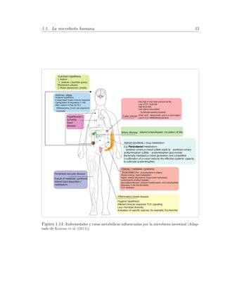 1.1. La microbiota humana. 35
Gut-brain hypothesis
1. Autism
C. bolteae / clostridia spores
Mechanismunkown
2. Mood: depression, anxiety
Hygiene hypothesis:
Exagerrated innate immune response
Upregulation of regulatoryT cells
after capture of Ags by DCs
Bifidobacteria, Gram+ve organisms
Clostridia
Peripheral vascular disease
Inflammatory bowel disease
Bacteroidetes and Actinobacteria in obese
Altered energy / lipid metabolism
Higher relative abundance of glycoside hydrolases,
carbohydrate-binding modules,
glycosyltransferases, polysaccharide lyases, and carbohydrate
esterases in the Bacteroidetes
TLR mediated
Hypertension /
ischemic
heart
disease
Biliary disease
Colon cancer
Altered xenobiotic / drug metabolism
Diet high in red meat and animal fat
Low SCFA / butyrate
High fecal fats
Low vitamin absorption
7α dehydroxylating bacteria:
cholic acid deoxycholic acid (co-carcinogen)
Low in H2
S metabolizing bacteria
Obesity / metabolic syndrome
Asthma / atopy
e.g. Paracetamol metabolism:
predose urinary p-cresol sulfate leads to postdose urinary
acetaminophen sulfate : acetaminophen glucuronide.
Bacterially mediated p-cresol generation and competitive
o-sulfonation of p-cresol reduces the effective systemic capacity
to sulfonate acetaminophen.
Hygiene hypothesis
Altered immune response:TLR signaling
Less microbial diversity
Activation of specific species: for example, Escherichia
Result of metabolic syndrome
Altered lipid deposition /
metabolism
Altered enterohepatic circulation of bile
Figura 1.14: Enfermedades y rutas metab´olicas inﬂuenciadas por la microbiota intestinal (Adap-
tado de Kinross et al. (2011)).
 
