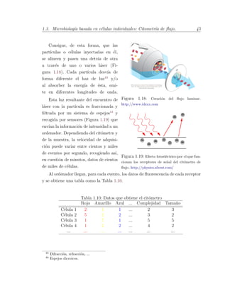 1.3. Microbiolog´ıa basada en c´elulas individuales: Citometr´ıa de ﬂujo. 45
Figura 1.18: Creaci´on del ﬂujo laminar.
http://www.idexx.com
Consigue, de esta forma, que las
part´ıculas o c´elulas inyectadas en ´el,
se alineen y pasen una detr´as de otra
a trav´es de uno o varios l´aser (Fi-
gura 1.18). Cada part´ıcula desv´ıa de
forma diferente el haz de luz43
y/o
al absorber la energ´ıa de ´esta, emi-
te en diferentes longitudes de onda.
Figura 1.19: Efecto fotoel´ectrico por el que fun-
cionan los receptores de se˜nal del cit´ometro de
ﬂujo. http://physics.about.com/
Esta luz resultante del encuentro de
l´aser con la part´ıcula es fraccionada y
ﬁltrada por un sistema de espejos44
y
recogida por sensores (Figura 1.19) que
env´ıan la informaci´on de intensidad a un
ordenador. Dependiendo del cit´ometro y
de la muestra, la velocidad de adquisi-
ci´on puede variar entre cientos y miles
de eventos por segundo, recogiendo as´ı,
en cuesti´on de minutos, datos de cientos
de miles de c´elulas.
Al ordenador llegan, para cada evento, los datos de ﬂuorescencia de cada receptor
y se obtiene una tabla como la Tabla 1.10.
Tabla 1.10: Datos que obtiene el cit´ometro
Rojo Amarillo Azul ... Complejidad Tama˜no
C´elula 1 2 1 1 ... 2 3
C´elula 2 5 2 2 ... 3 2
C´elula 3 1 7 1 ... 5 5
C´elula 4 1 2 2 ... 4 2
... ... ... ... ... ... ...
43
Difracci´on, refracci´on, ...
44
Espejos dicroicos.
 