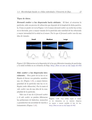 1.3. Microbiolog´ıa basada en c´elulas individuales: Citometr´ıa de ﬂujo. 47
Tipos de datos.
Forward scatter o luz dispersada hacia adelante. El l´aser, al atravesar la
part´ıcula, sufre un proceso de refracci´on que depende de la longitud de dicha part´ıcu-
la. Como se puede ver en la Figura 1.22 el sensor forward scatter no recibe luz si ´esta
no es desviada, pero a mayor tama˜no de la part´ıcula m´as cantidad de luz refractada
y mayor intensidad de la se˜nal en el sensor. Por lo que el forward scatter nos da una
idea de tama˜no.
Figura 1.22: Diferencias en la dispersi´on de la luz por diferentes tama˜nos de part´ıculas
y la se˜nal recibida en en cit´ometro de ﬂujo. http://ﬂow.csc.mrc.ac.uk/?page id=852
Figura 1.23: Una c´elula seg´un el n´ume-
ro de elementos en su interior dispersa
en mayor o menor medida el haz de luz.
http://ﬂow.csc.mrc.ac.uk/?page id=852
Side scatter o luz dispersada late-
ralmente. Otra parte de la luz es re-
ﬂejada al chocar con gr´anulos, membra-
nas, etc (Figura 1.23), a mayor hetero-
geneidad de la part´ıcula m´as luz es re-
ﬂejada (sufre difracci´on). Por lo tanto el
side scatter nos da una idea de la com-
plejidad de la part´ıcula.
Solo con el uso de el forward scatter
y el side scatter se pueden diferenciar
las poblaciones de linfocitos, monocitos
y granulocitos sin necesidad de tinci´on o
tratamiento (Figura 1.24).
 
