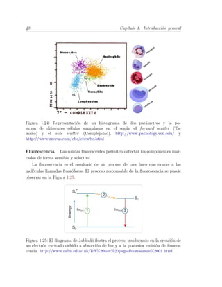 48 Cap´ıtulo 1. Introducci´on general
Figura 1.24: Representaci´on de un histograma de dos par´ametros y la po-
sici´on de diferentes c´elulas sangu´ıneas en el seg´un el forward scatter (Ta-
ma˜no) y el side scatter (Complejidad). http://www.pathology.vcu.edu/ y
http://www.rnceus.com/cbc/cbcwbc.html
Fluorescencia. Las sondas ﬂuorescentes permiten detectar los componentes mar-
cados de forma sensible y selectiva.
La ﬂuorescencia es el resultado de un proceso de tres fases que ocurre a las
mol´eculas llamadas ﬂuor´oforos. El proceso responsable de la ﬂuorescencia se puede
observar en la Figura 1.25.
Figura 1.25: El diagrama de Jabloski ilustra el proceso involucrado en la creaci´on de
un electr´on excitado debido a absorci´on de luz y a la posterior emisi´on de ﬂuores-
cencia. http://www.calm.ed.ac.uk/left%20nav%20page-ﬂuorescence%2001.html
 