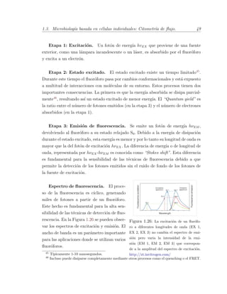 1.3. Microbiolog´ıa basada en c´elulas individuales: Citometr´ıa de ﬂujo. 49
Etapa 1: Excitaci´on. Un fot´on de energ´ıa hvEX que proviene de una fuente
exterior, como una l´ampara incandescente o un l´aser, es absorbido por el ﬂuor´oforo
y excita a un electr´on.
Etapa 2: Estado excitado. El estado excitado existe un tiempo limitado45
.
Durante este tiempo el ﬂuor´oforo pasa por cambios conformacionales y est´a expuesto
a multitud de interacciones con mol´eculas de su entorno. Estos procesos tienen dos
importantes consecuencias. La primera es que la energ´ıa absorbida se disipa parcial-
mente46
, resultando as´ı un estado excitado de menor energ´ıa. El “Quantum yield” es
la ratio entre el n´umero de fotones emitidos (en la etapa 3) y el n´umero de electrones
absorbidos (en la etapa 1).
Etapa 3: Emisi´on de ﬂuorescencia. Se emite un fot´on de energ´ıa hνEM ,
devolviendo al ﬂuor´oforo a su estado relajado S0. Debido a la energ´ıa de disipaci´on
durante el estado excitado, esta energ´ıa es menor y por lo tanto su longitud de onda es
mayor que la del fot´on de excitaci´on hνEX. La diferencia de energ´ıa o de longitud de
onda, representada por hνEX-hνEM es conocida como “Stokes shift”. Esta diferencia
es fundamental para la sensibilidad de las t´ecnicas de ﬂuorescencia debido a que
permite la detecci´on de los fotones emitidos sin el ruido de fondo de los fotones de
la fuente de excitaci´on.
Figura 1.26: La excitaci´on de un ﬂur´ofo-
ro a diferentes longitudes de onda (EX 1,
EX 2, EX 3) no cambia el espectro de emi-
si´on pero varia la intensidad de la emi-
si´on (EM 1, EM 2, EM 3) que correspon-
de a la amplitud del espectro de excitaci´on.
http://zt.invitrogen.com/
Espectro de ﬂuorescencia. El proce-
so de la ﬂuorescencia es c´ıclico, generando
miles de fotones a partir de un ﬂuor´oforo.
Este hecho es fundamental para la alta sen-
sibilidad de las t´ecnicas de detecci´on de ﬂuo-
rescencia. En la Figura 1.26 se pueden obser-
var los espectros de excitaci´on y emisi´on. El
ancho de banda es un par´ametro importante
para las aplicaciones donde se utilizan varios
ﬂuor´oforos.
45
T´ıpicamente 1-10 nanosegundos.
46
Incluso puede disiparse completamente mediante otros procesos como el quenching o el FRET.
 