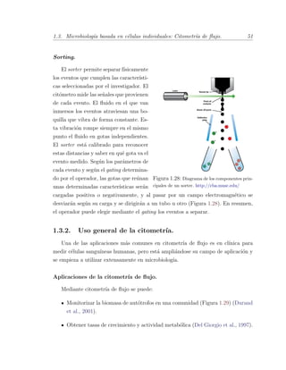 1.3. Microbiolog´ıa basada en c´elulas individuales: Citometr´ıa de ﬂujo. 51
Sorting.
Figura 1.28: Diagrama de los componentes prin-
cipales de un sorter. http://cba.musc.edu/
El sorter permite separar f´ısicamente
los eventos que cumplen las caracter´ısti-
cas seleccionadas por el investigador. El
cit´ometro mide las se˜nales que provienen
de cada evento. El ﬂuido en el que van
inmersos los eventos atraviesan una bo-
quilla que vibra de forma constante. Es-
ta vibraci´on rompe siempre en el mismo
punto el ﬂuido en gotas independientes.
El sorter est´a calibrado para reconocer
estas distancias y saber en qu´e gota va el
evento medido. Seg´un los par´ametros de
cada evento y seg´un el gating determina-
do por el operador, las gotas que re´unan
unas determinadas caracter´ısticas ser´an
cargadas positiva o negativamente, y al pasar por un campo electromagn´etico se
desviar´an seg´un su carga y se dirigir´an a un tubo u otro (Figura 1.28). En resumen,
el operador puede elegir mediante el gating los eventos a separar.
1.3.2. Uso general de la citometr´ıa.
Una de las aplicaciones m´as comunes en citometr´ıa de ﬂujo es en cl´ınica para
medir c´elulas sangu´ıneas humanas, pero est´a ampli´andose su campo de aplicaci´on y
se empieza a utilizar extensamente en microbiolog´ıa.
Aplicaciones de la citometr´ıa de ﬂujo.
Mediante citometr´ıa de ﬂujo se puede:
Monitorizar la biomasa de aut´otrofos en una comunidad (Figura 1.29) (Durand
et al., 2001).
Obtener tasas de crecimiento y actividad metab´olica (Del Giorgio et al., 1997).
 
