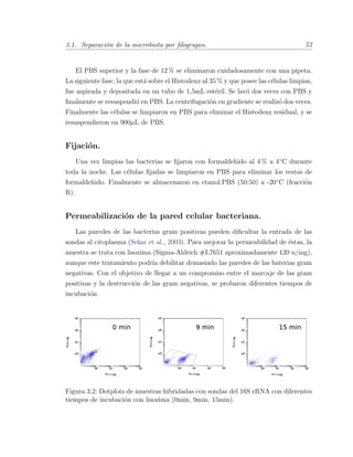 3.1. Separaci´on de la microbiota por ﬁlogrupos. 57
El PBS superior y la fase de 12 % se eliminaron cuidadosamente con una pipeta.
La siguiente fase, la que est´a sobre el Histodenz al 35 % y que posee las c´elulas limpias,
fue aspirada y depositada en un tubo de 1,5mL est´eril. Se lav´o dos veces con PBS y
ﬁnalmente se resuspendi´o en PBS. La centrifugaci´on en gradiente se realiz´o dos veces.
Finalmente las c´elulas se limpiaron en PBS para eliminar el Histodenz residual, y se
resuspendieron en 900µL de PBS.
Fijaci´on.
Una vez limpias las bacterias se ﬁjaron con formaldehido al 4 % a 4¥C durante
toda la noche. Las c´elulas ﬁjadas se limpiaron en PBS para eliminar los restos de
formaldehido. Finalmente se almacenaron en etanol:PBS (50:50) a -20¥C (fracci´on
R).
Permeabilizaci´on de la pared celular bacteriana.
Las paredes de las bacterias gram positivas pueden diﬁcultar la entrada de las
sondas al citoplasma (Sekar et al., 2003). Para mejorar la permeabilidad de ´estas, la
muestra se trata con lisozima (Sigma-Aldrich #L7651 aproximadamente 120 u/mg),
aunque este tratamiento podr´ıa debilitar demasiado las paredes de las baterias gram
negativas. Con el objetivo de llegar a un compromiso entre el marcaje de las gram
positivas y la destrucci´on de las gram negativas, se probaron diferentes tiempos de
incubaci´on.
Figura 3.2: Dotplots de muestras hibridadas con sondas del 16S rRNA con diferentes
tiempos de incubaci´on con lisozima (0min, 9min, 15min).
 