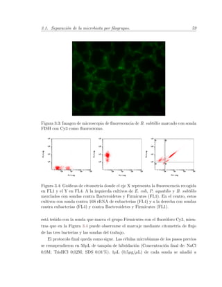 3.1. Separaci´on de la microbiota por ﬁlogrupos. 59
Figura 3.3: Imagen de microscopia de ﬂuorescencia de B. subtillis marcado con sonda
FISH con Cy3 como ﬂuorocromo.
Figura 3.4: Gr´aﬁcas de citometr´ıa donde el eje X representa la ﬂuorescencia recogida
en FL1 y el Y en FL4. A la izquierda cultivos de E. coli, P. aquatilis y B. subtillis
mezclados con sondas contra Bacteroidetes y Firmicutes (FL1). En el centro, estos
cultivos con sonda contra 16S rRNA de eubacterias (FL4) y a la derecha con sondas
contra eubacterias (FL4) y contra Bacteroidetes y Firmicutes (FL1).
est´a te˜nido con la sonda que marca el grupo Firmicutes con el ﬂuor´oforo Cy3, mien-
tras que en la Figura 3.4 puede observarse el marcaje mediante citometr´ıa de ﬂujo
de las tres bacterias y las sondas del trabajo.
El protocolo ﬁnal queda como sigue. Las c´elulas microbianas de los pasos previos
se resuspendieron en 50µL de tamp´on de hibridaci´on (Concentraci´on ﬁnal de: NaCl
0,9M; TrisHCl 0,02M; SDS 0,01 %). 1µL (0,5µg/µL) de cada sonda se a˜nadi´o a
 
