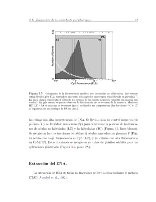 3.1. Separaci´on de la microbiota por ﬁlogrupos. 61
Figura 3.5: Histograma de la ﬂuorescencia emitida por las sondas de hibridaci´on. Los eventos
est´an ﬁltrados por FL2, teni´endose en cuenta s´olo aquellos que tengan se˜nal elevada en pironina Y.
La l´ınea blanca representa el perﬁl de los eventos de un control negativo (muestra sin marcar con
sondas). En gris oscuro se puede observar la distribuci´on de los eventos de la muestra. Mediante
HC, LC y PA se marcan las ventanas (gates) utilizados en la separaci´on (las fracciones HC y LC
se separaron en un sorting y la PA en otro.).
las c´elulas con alta concentraci´on de RNA. Se llev´o a cabo un control negativo con
pironina Y y no hibridado con sondas Cy5 para determinar la posici´on de las fraccio-
nes de c´elulas no hibridadas (LC) y las hibridadas (HC) (Figura 3.5, linea blanca).
Se recogieron las tres fracciones de c´elulas: i) c´elulas marcadas con pironina Y (PA),
ii) c´elulas con baja ﬂuorescencia en Cy5 (LC), y iii) c´elulas con alta ﬂuorescencia
en Cy5 (HC). Estas fracciones se recogieron en tubos de pl´astico est´eriles para las
aplicaciones posteriores (Figura 3.5, panel PA).
Extracci´on del DNA.
La extracci´on de DNA de todas las fracciones se llev´o a cabo mediante el m´etodo
CTAB (Ausubel et al., 1992).
 