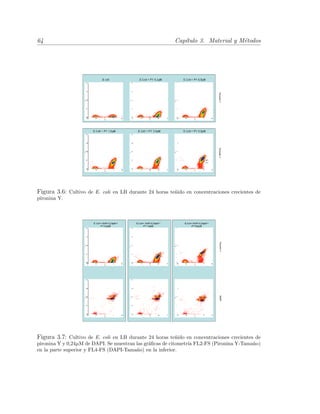 64 Cap´ıtulo 3. Material y M´etodos
Figura 3.6: Cultivo de E. coli en LB durante 24 horas te˜nido en concentraciones crecientes de
pironina Y.
Figura 3.7: Cultivo de E. coli en LB durante 24 horas te˜nido en concentraciones crecientes de
pironina Y y 0,24µM de DAPI. Se muestran las gr´aﬁcas de citometr´ıa FL2-FS (Pironina Y-Tama˜no)
en la parte superior y FL4-FS (DAPI-Tama˜no) en la inferior.
 