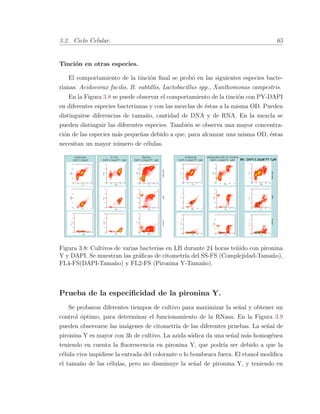 3.2. Ciclo Celular. 65
Tinci´on en otras especies.
El comportamiento de la tinci´on ﬁnal se prob´o en las siguientes especies bacte-
rianas: Acidovorax facilis, B. subtillis, Lactobacillus spp., Xanthomonas campestris.
En la Figura 3.8 se puede observar el comportamiento de la tinci´on con PY-DAPI
en diferentes especies bacterianas y con las mezclas de ´estas a la misma OD. Pueden
distinguirse diferencias de tama˜no, cantidad de DNA y de RNA. En la mezcla se
pueden distinguir las diferentes especies. Tambi´en se observa una mayor concentra-
ci´on de las especies m´as peque˜nas debido a que, para alcanzar una misma OD, ´estas
necesitan un mayor n´umero de c´elulas.
Figura 3.8: Cultivos de varias bacterias en LB durante 24 horas te˜nido con pironina
Y y DAPI. Se muestran las gr´aﬁcas de citometr´ıa del SS-FS (Complejidad-Tama˜no),
FL4-FS(DAPI-Tama˜no) y FL2-FS (Pironina Y-Tama˜no).
Prueba de la especiﬁcidad de la pironina Y.
Se probaron diferentes tiempos de cultivo para maximizar la se˜nal y obtener un
control ´optimo, para determinar el funcionamiento de la RNasa. En la Figura 3.9
pueden observarse las im´agenes de citometr´ıa de las diferentes pruebas. La se˜nal de
pironina Y es mayor con 3h de cultivo. La azida s´odica da una se˜nal m´as homog´enea
teniendo en cuenta la ﬂuorescencia en pironina Y, que podr´ıa ser debido a que la
c´elula viva impidiese la entrada del colorante o lo bombeara fuera. El etanol modiﬁca
el tama˜no de las c´elulas, pero no disminuye la se˜nal de pironina Y, y teniendo en
 