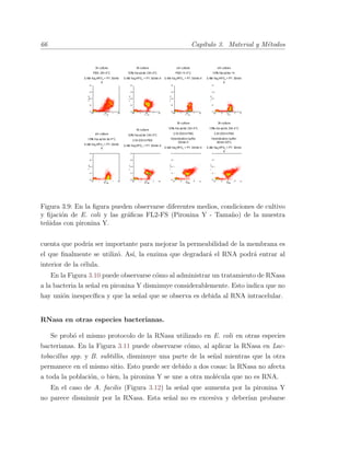 66 Cap´ıtulo 3. Material y M´etodos
Figura 3.9: En la ﬁgura pueden observarse diferentes medios, condiciones de cultivo
y ﬁjaci´on de E. coli y las gr´aﬁcas FL2-FS (Pironina Y - Tama˜no) de la muestra
te˜nidas con pironina Y.
cuenta que podr´ıa ser importante para mejorar la permeabilidad de la membrana es
el que ﬁnalmente se utiliz´o. As´ı, la enzima que degradar´a el RNA podr´a entrar al
interior de la c´elula.
En la Figura 3.10 puede observarse c´omo al administrar un tratamiento de RNasa
a la bacteria la se˜nal en pironina Y disminuye considerablemente. Esto indica que no
hay uni´on inespec´ıﬁca y que la se˜nal que se observa es debida al RNA intracelular.
RNasa en otras especies bacterianas.
Se prob´o el mismo protocolo de la RNasa utilizado en E. coli en otras especies
bacterianas. En la Figura 3.11 puede observarse c´omo, al aplicar la RNasa en Lac-
tobacillus spp. y B. subtillis, disminuye una parte de la se˜nal mientras que la otra
permanece en el mismo sitio. Esto puede ser debido a dos cosas: la RNasa no afecta
a toda la poblaci´on, o bien, la pironina Y se une a otra mol´ecula que no es RNA.
En el caso de A. facilis (Figura 3.12) la se˜nal que aumenta por la pironina Y
no parece disminuir por la RNasa. Esta se˜nal no es excesiva y deber´ıan probarse
 