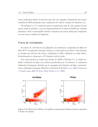 3.2. Ciclo Celular. 67
otras condiciones d´onde la se˜nal sea m´as alta, por ejemplo consiguiendo una mayor
cantidad de RNA probando otras condiciones de cultivo, tiempos de muestreo, etc.
En la Figura 3.12 X. campestris parece comportarse como E. coli, aunque con una
menor se˜nal de partida y con un comportamiento de la se˜nal de DAPI que tambi´en
disminuye. Ser´ıa recomendable intentar conseguir una mayor se˜nal para comprobar
con una mayor conﬁanza la hip´otesis.
Curva de crecimiento.
Se cultiv´o E. coli K12 con un pl´asmido con resistencia a ampicilina en 50mL de
LB a 37¥C con agitaci´on. Durante 10 horas, en intervalos de una hora. A las 24 horas
se recogi´o una muestra del cultivo, midi´endose la OD y ﬁj´andose en azida s´odica.
Posteriormente se almacen´o a 4¥C durante toda la noche.
Con cada muestra se realiz´o una tinci´on de DAPI y Pironina Y y se midi´o me-
diante citometr´ıa de ﬂujo. Los archivos producidos por el cit´ometro se analizaron
utilizando el programa ofrecido por la compa˜nia del cit´ometro de ﬂujo y posterior-
mente utilizando el paquete FlowCore y FlowViz de R (Ellis et al., 2009; Gentleman
y Temple Lang, 2004; R-Team, 2010; Sarkar et al., 2008).
Figura 3.10: Efecto de la RNasa. Las gr´aﬁcas representan la ﬂuorescencia en pironina
Y frente al tama˜no.
 