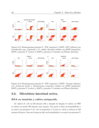 68 Cap´ıtulo 3. Material y M´etodos
Figura 3.11: Densitogramas pironina Y - FSC (superior) y DAPI - FSC (inferior) con
Lactobacillus spp. (izquierda) y B. subtilis (derecha) te˜nidos con DAPI (izquierda),
DAPI y pironina Y (centro) y DAPI y pironina Y tratadas con RNasa (derecha).
Figura 3.12: Densitogramas pironina Y - FSC (superior) y DAPI - Tama˜no (inferior)
con Acidovorax facilis y Xanthomonas campestris te˜nidos con DAPI (izquierda),
DAPI y pironina Y (centro) y DAPI y pironina Y tratadas con RNasa (derecha).
3.3. Microbiota intestinal activa.
RNA en inanici´on y cultivo enriquecido.
Se cultiv´o E. coli en LB durante 24h y despu´es de limpiar el cultivo en PBS
se cultiv´o en medio M9 durante una semana. Una parte se ﬁj´o con formaldehido y
se marc´o con pironina Y (E. coli en inanici´on) y el resto se volvi´o a cultivar en LB
durante 24 horas. Tras este tiempo se ﬁj´o con formaldehido y se marc´o con pironina Y
 