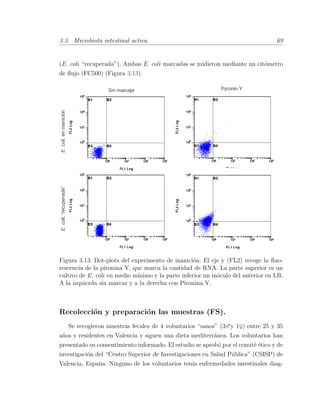 3.3. Microbiota intestinal activa. 69
(E. coli “recuperada”). Ambas E. coli marcadas se midieron mediante un cit´ometro
de ﬂujo (FC500) (Figura 3.13).
Figura 3.13: Dot-plots del experimento de inanici´on. El eje y (FL2) recoge la ﬂuo-
rescencia de la pironina Y, que marca la cantidad de RNA. La parte superior es un
cultivo de E. coli en medio m´ınimo y la parte inferior un in´oculo del anterior en LB.
A la izquierda sin marcar y a la derecha con Pironina Y.
Recolecci´on y preparaci´on las muestras (FS).
Se recogieron muestras fecales de 4 voluntarios “sanos” (3♂y 1♀) entre 25 y 35
a˜nos y residentes en Valencia y siguen una dieta mediterr´anea. Los voluntarios han
presentado su consentimiento informado. El estudio se aprob´o por el comit´e ´etico y de
investigaci´on del “Centro Superior de Investigaciones en Salud P´ublica” (CSISP) de
Valencia, Espa˜na. Ninguno de los voluntarios ten´ıa enfermedades intestinales diag-
 