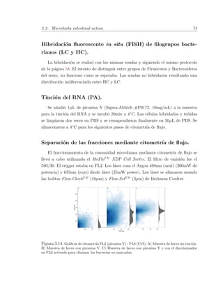 3.3. Microbiota intestinal activa. 71
Hibridaci´on ﬂuorescente in situ (FISH) de ﬁlogrupos bacte-
rianos (LC y HC).
La hibridaci´on se realiz´o con las mismas sondas y siguiendo el mismo protocolo
de la p´agina 58. El intento de distinguir entre grupos de Firmicutes y Bacteroidetes
del resto, no funcion´o como se esperaba. Las sondas no hibridaron resultando una
distribuci´on indiferenciada entre HC y LC.
Tinci´on del RNA (PA).
Se a˜nadi´o 1µL de pironina Y (Sigma-Aldrich #P9172, 10mg/mL) a la muestra
para la tinci´on del RNA y se incub´o 20min a 4¥C. Las c´elulas hibridadas y te˜nidas
se limpiaron dos veces en PBS y se resuspendieron ﬁnalmente en 50µL de PBS. Se
almacenaron a 4¥C para los siguientes pasos de citometr´ıa de ﬂujo.
Separaci´on de las fracciones mediante citometr´ıa de ﬂujo.
El fraccionamiento de la comunidad microbiana mediante citometr´ıa de ﬂujo se
llev´o a cabo utilizando el MoFloTM
XDP Cell Sorter. El ﬁltro de emisi´on fue el
580/30. El trigger estaba en FL2. Los l´aser eran el Argon 488nm (azul) (200mW de
potencia) y 635nm (rojo) diode l´aser (25mW power). Los l´aser se alinearon usando
las bolitas Flow-CheckTM
(10µm) y Flow-SetTM
(3µm) de Beckman Coulter.
Figura 3.14: Gr´aﬁcos de citometr´ıa FL2 (pironina Y) - FL8 (Cy5). A) Muestra de heces sin tinci´on.
B) Muestra de heces con pironina Y. C) Muestra de heces con pironina Y y con el discriminador
en FL2 activado para eliminar las bacterias no marcadas.
 